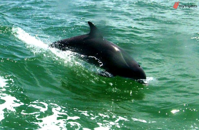 Clearwater Dolphin