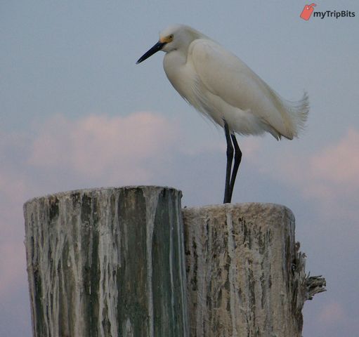 Clearwater Bird