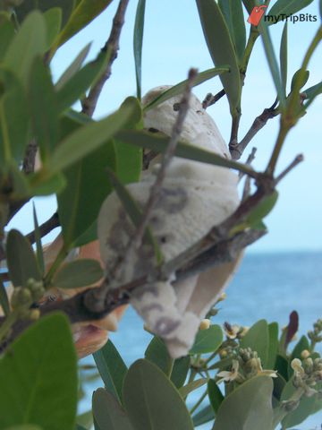 Clearwater Beach Shell Tree