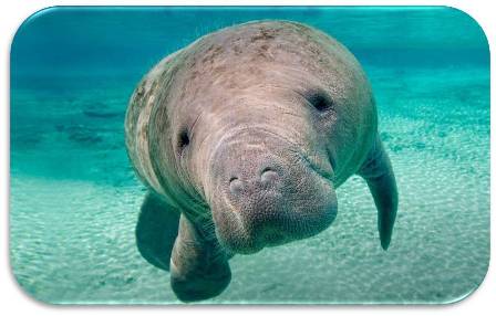 manatee tour