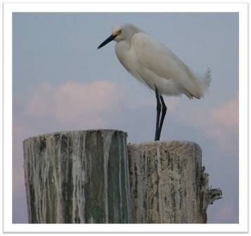 Clearwater Seagull