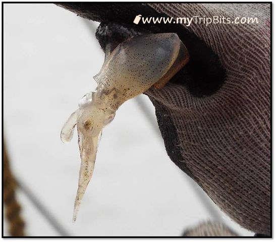 Biloxi Squid