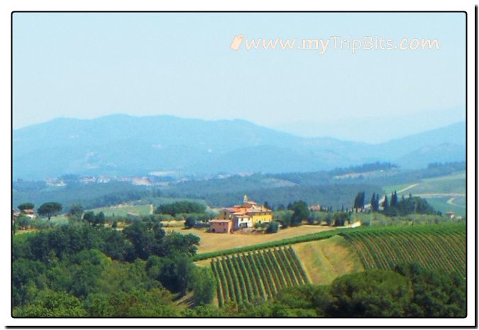 Vinyards of Tuscany