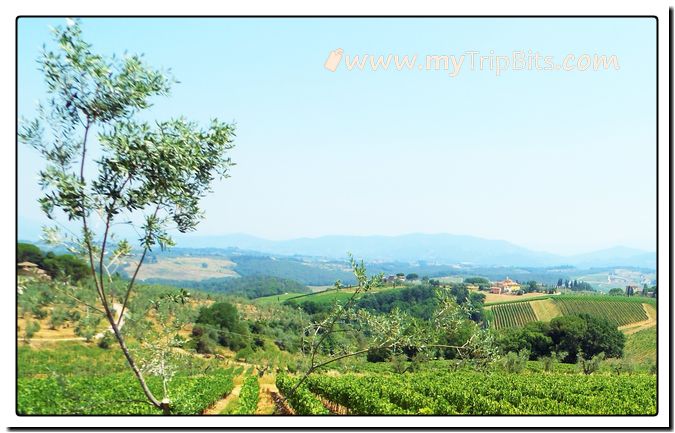 Tuscan Vineyard